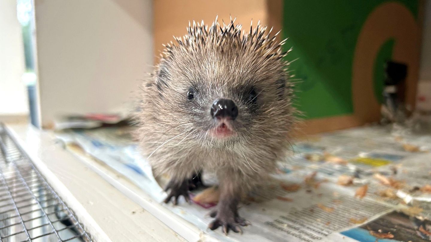 Die Auffangstation für Igel in Berlin-Hermsdorf ist auch in diesem Jahr überfüllt. Foto: Claudia Buse/dpa