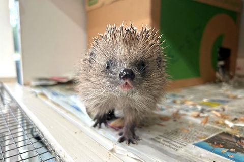 Die Auffangstation für Igel in Berlin-Hermsdorf ist auch in diesem Jahr überfüllt. Foto: Claudia Buse/dpa