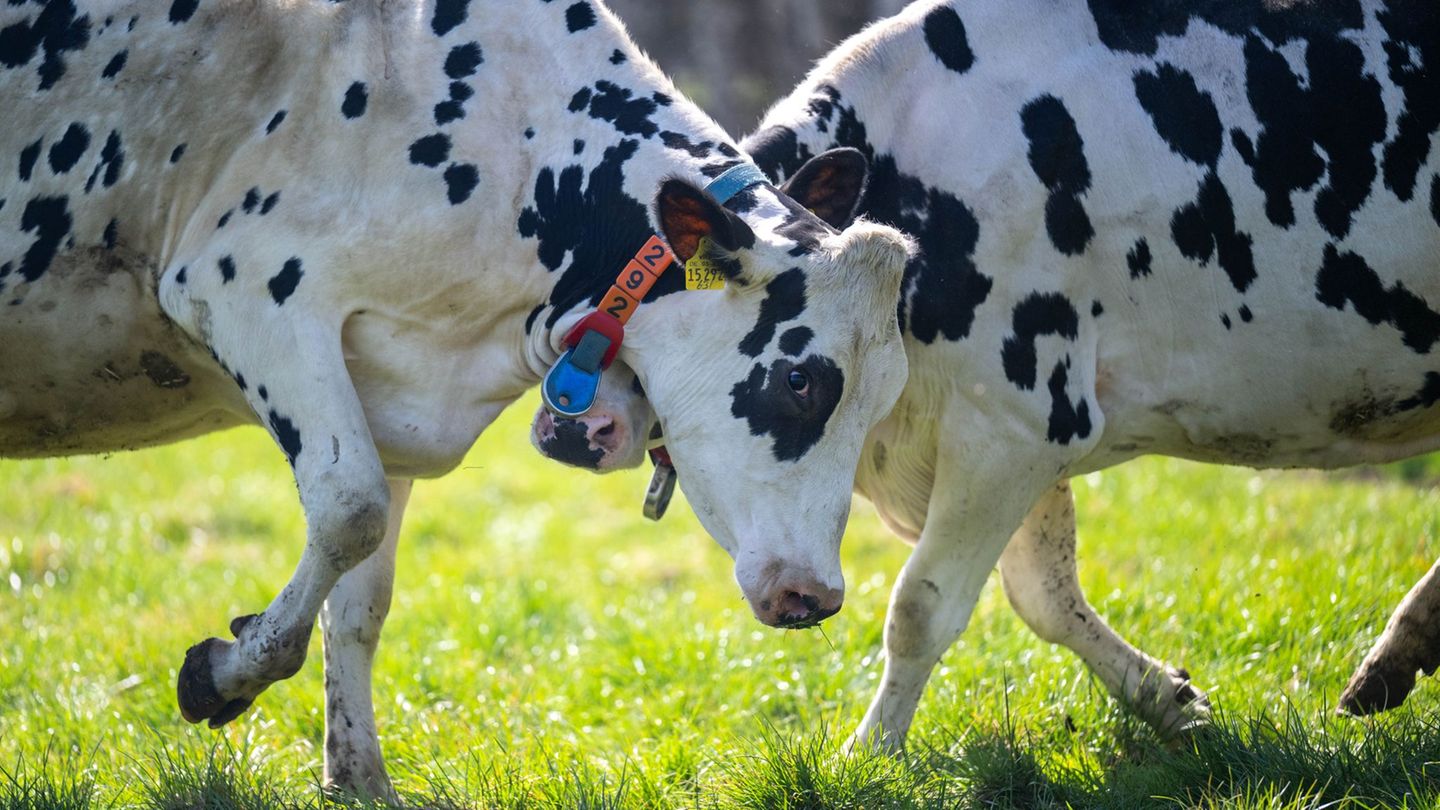 Ein Großteil des Treibhausgasausstoßes der Landwirtschaft in Niedersachsen geht auf das Konto von Wiederkäuern wie Rindern oder