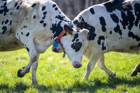 Ein Großteil des Treibhausgasausstoßes der Landwirtschaft in Niedersachsen geht auf das Konto von Wiederkäuern wie Rindern oder