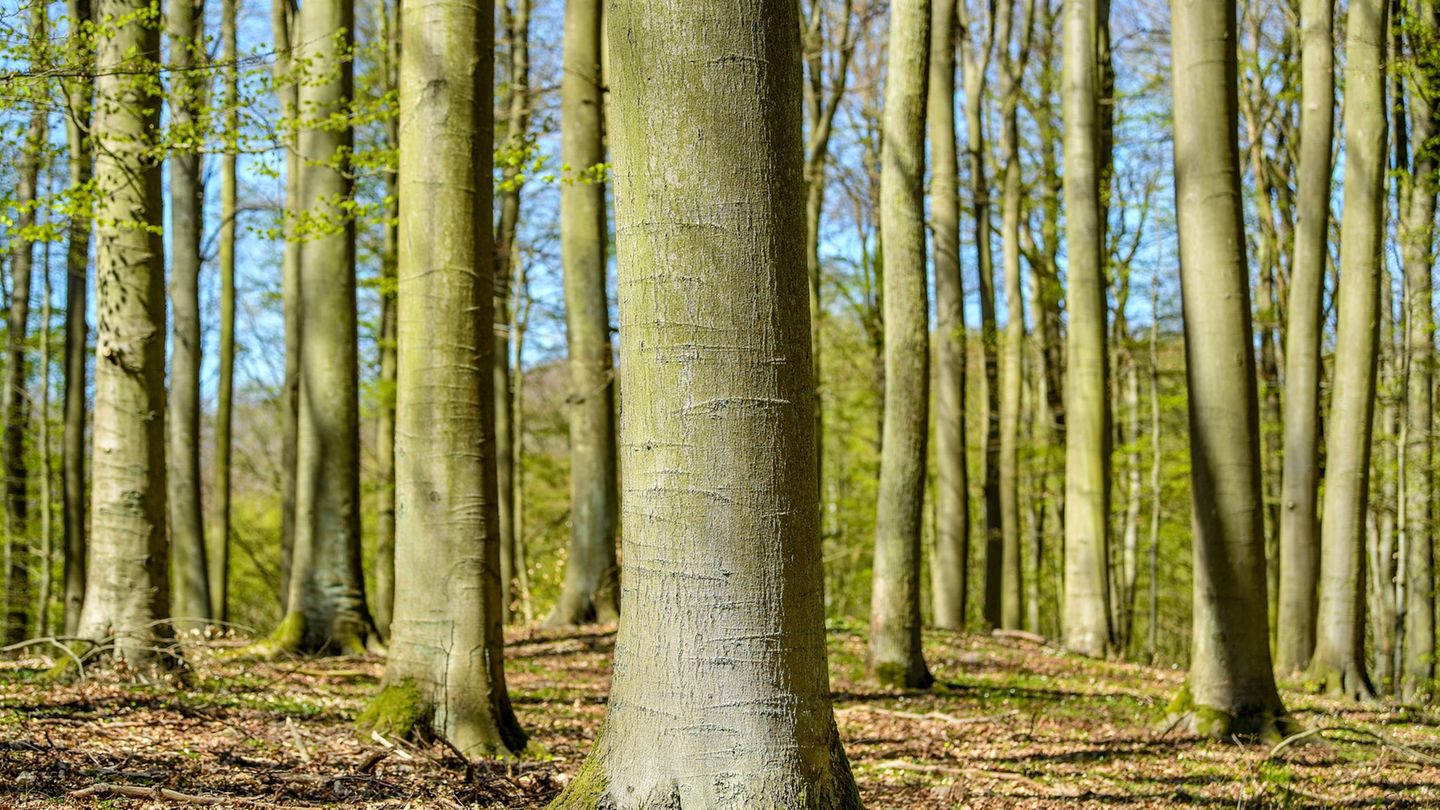 Durch den alten Buchenwald Grumsin wandern? Das jetzt auch mit neuer Audio-Tour möglich. (Archivbild) Foto: Patrick Pleul/dpa-Ze