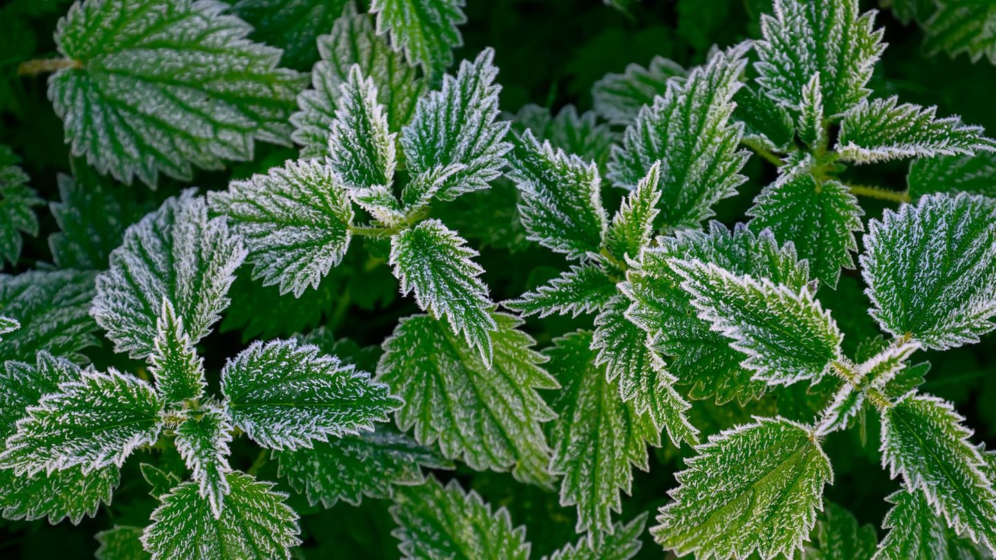 In Berlin und Brandenburg droht in der Nacht auf Sonntag verbreitet Frost. (Archivbild) Foto: Patrick Pleul/dpa