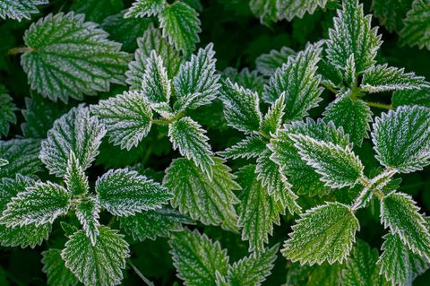 In Berlin und Brandenburg droht in der Nacht auf Sonntag verbreitet Frost. (Archivbild) Foto: Patrick Pleul/dpa