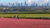 Ein rotes Cranberry-Meer, mittendrin watet der Arbeiter, im Hintergrund die Skyline Richmonds
