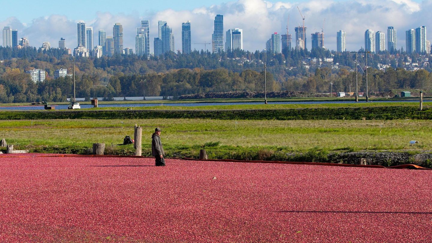 Ein rotes Cranberry-Meer, mittendrin watet der Arbeiter, im Hintergrund die Skyline Richmonds