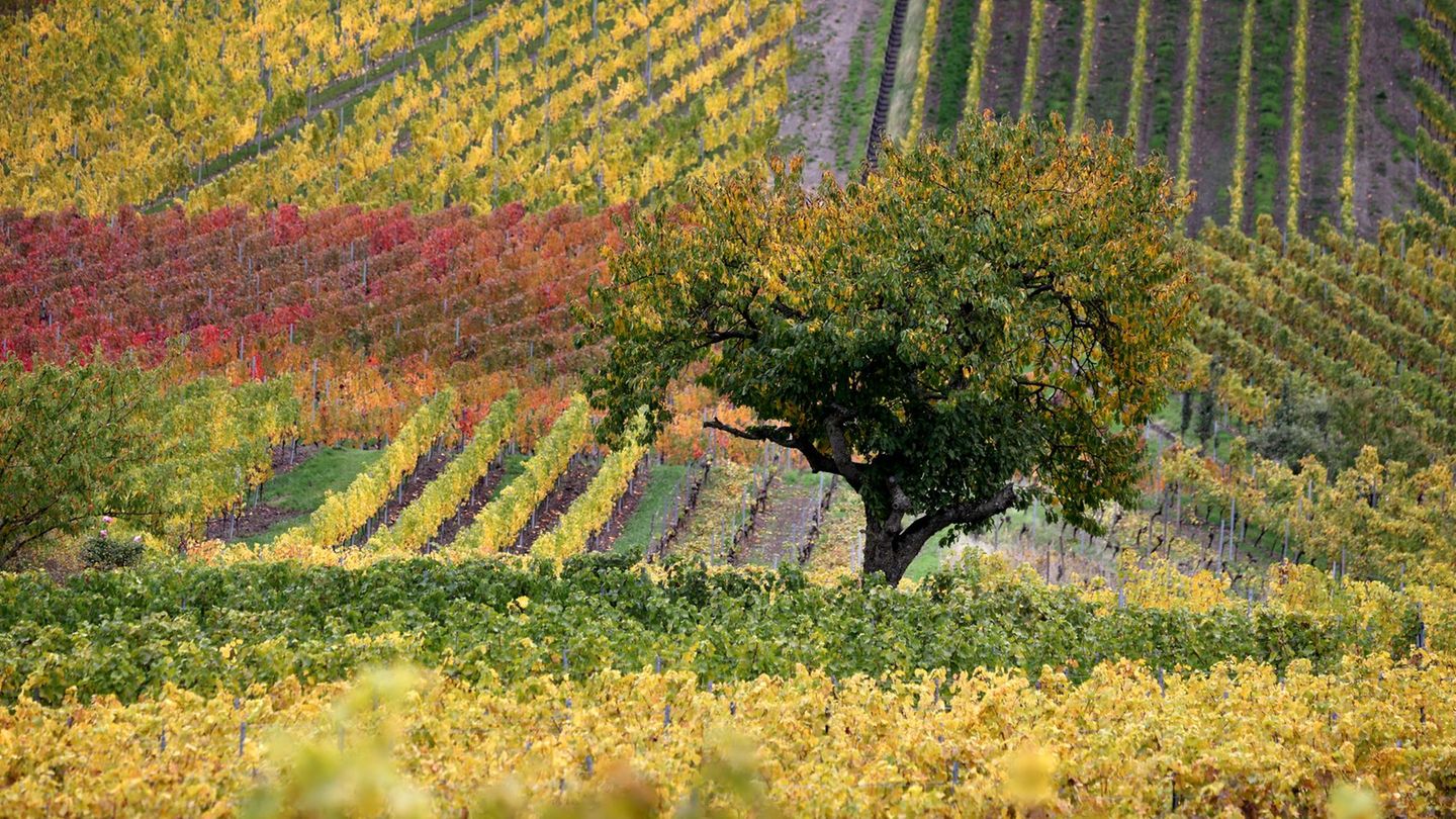 Zum Wochenende gibt es noch die Möglichkeit auf einige Sonnenstrahlen, dann ändert sich die Wetterlage. Foto: Karl-Josef Hildenb