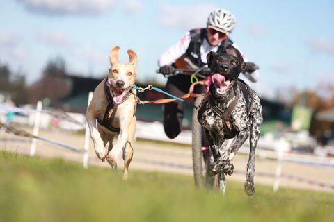 Beim Schlittenhunderennen Harzer Luchstrail in Bad Harzburg sind mehr als 200 Starter aus ganz Deutschland dabei. Foto: Matthias