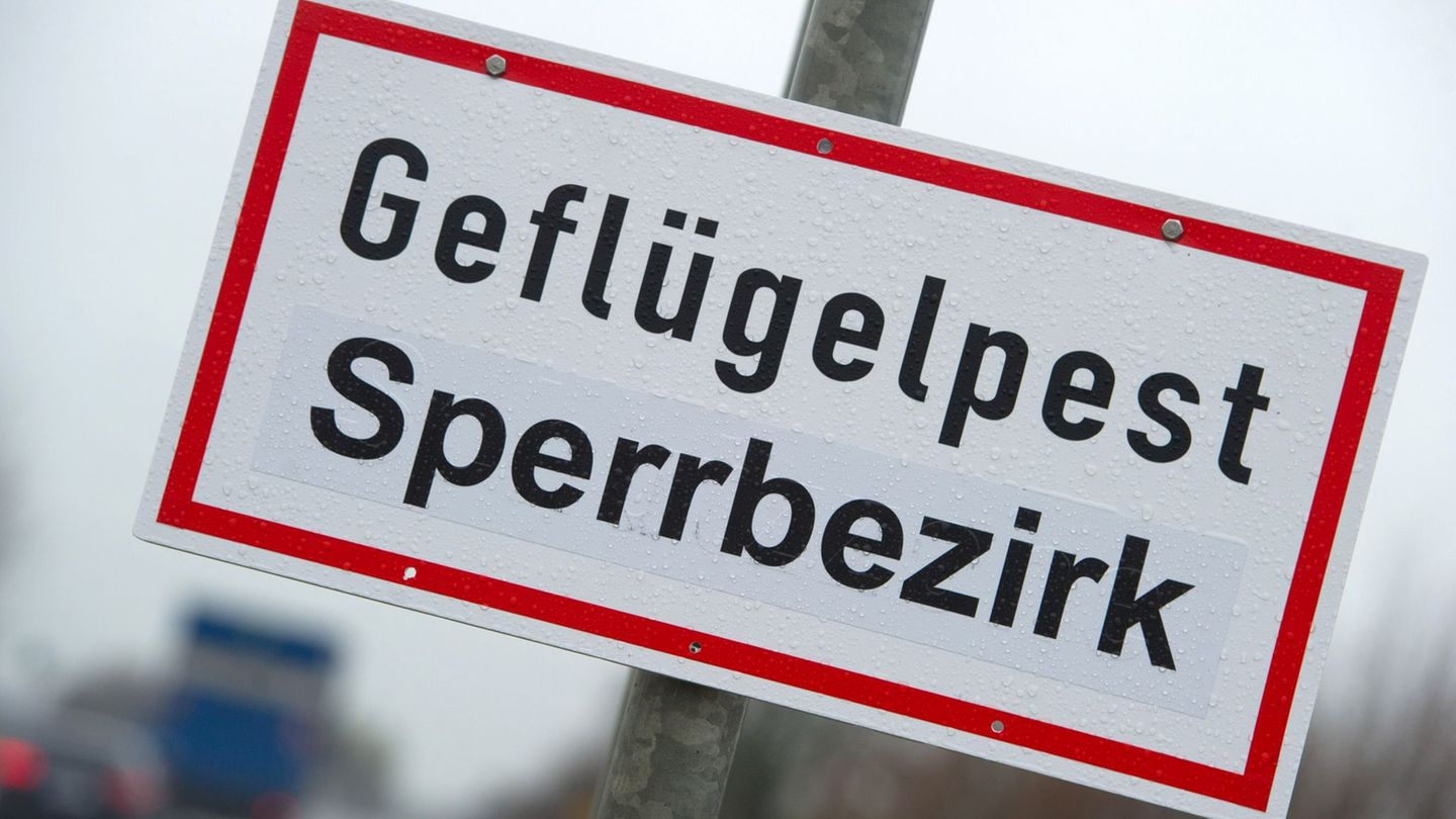 Am Stausee Kelbra wurden zahlreiche tote Kraniche entdeckt. (Symbolbild) Foto: Stefan Sauer/dpa-Zentralbild/dpa