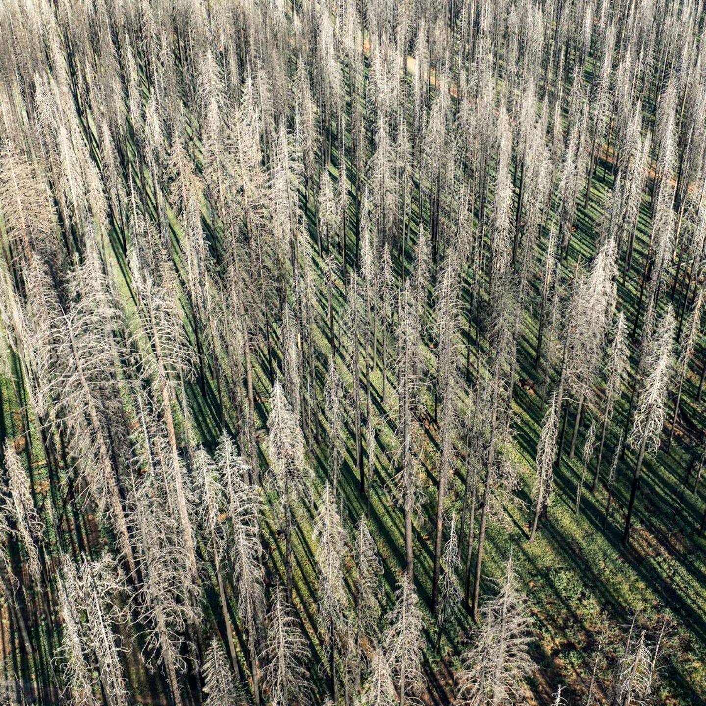 Ein verbrannter Wald in Greenville, Kalifornien