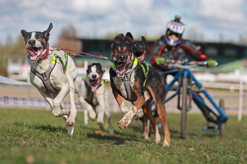 Gespanne mit bis zu acht Hunden gingen bei den Rennen in Bad Harzburg an den Start. Foto: Matthias Bein/dpa