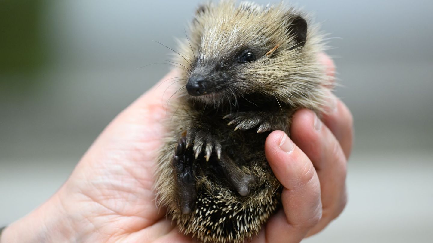 Immer mehr junge Igel finden vor dem Winter zu wenig Nahrung (Archivbild) Foto: Robert Michael/dpa