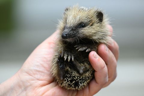 Immer mehr junge Igel finden vor dem Winter zu wenig Nahrung (Archivbild) Foto: Robert Michael/dpa