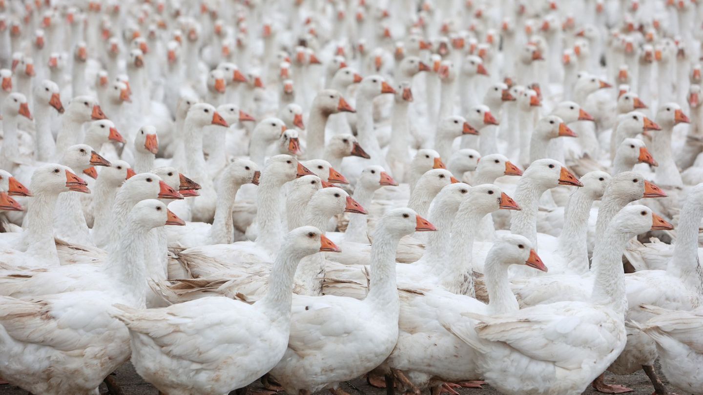 Eine Weihnachtsgans aus Sachsen-Anhalt ist eine Seltenheit. Foto: Matthias Bein/dpa