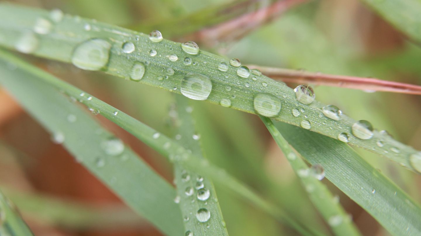 Zu Beginn der Woche wird es in Sachsen-Anhalt wieder regnerisch. Allerdings steigen die Temperaturen noch einmal an. (Symbolfoto