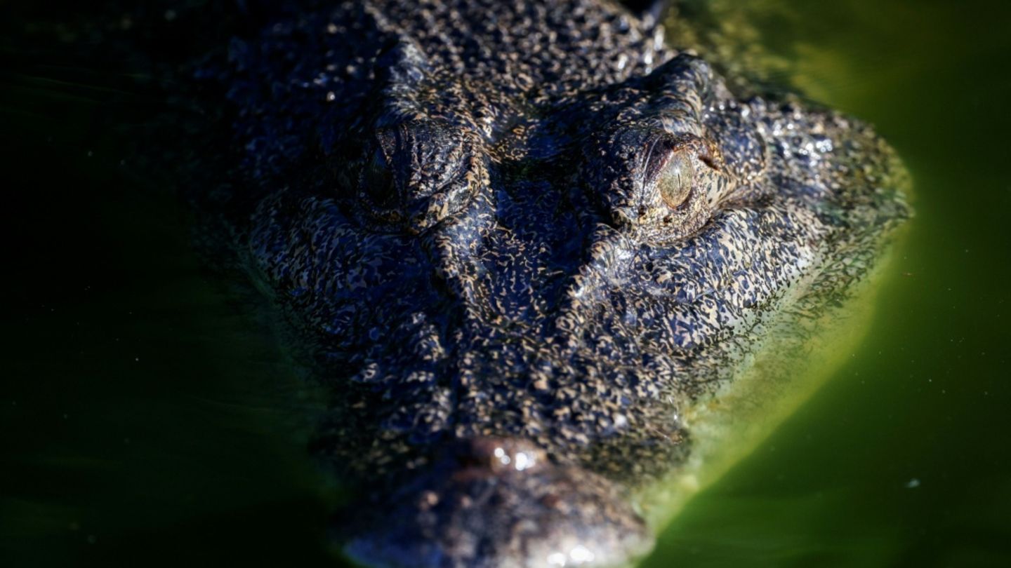 Krokodil in Australien