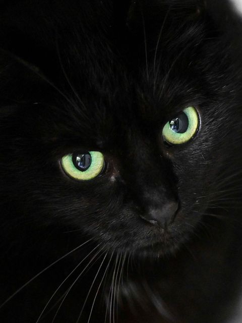 Bis zum 1. November dürfen im städtischen Tierheim der katalanischen Gemeinde keine schwarzen Katzen vermittelt werden. (Symbolb