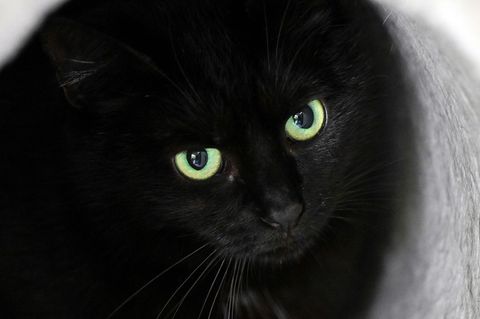 Bis zum 1. November dürfen im städtischen Tierheim der katalanischen Gemeinde keine schwarzen Katzen vermittelt werden. (Symbolb
