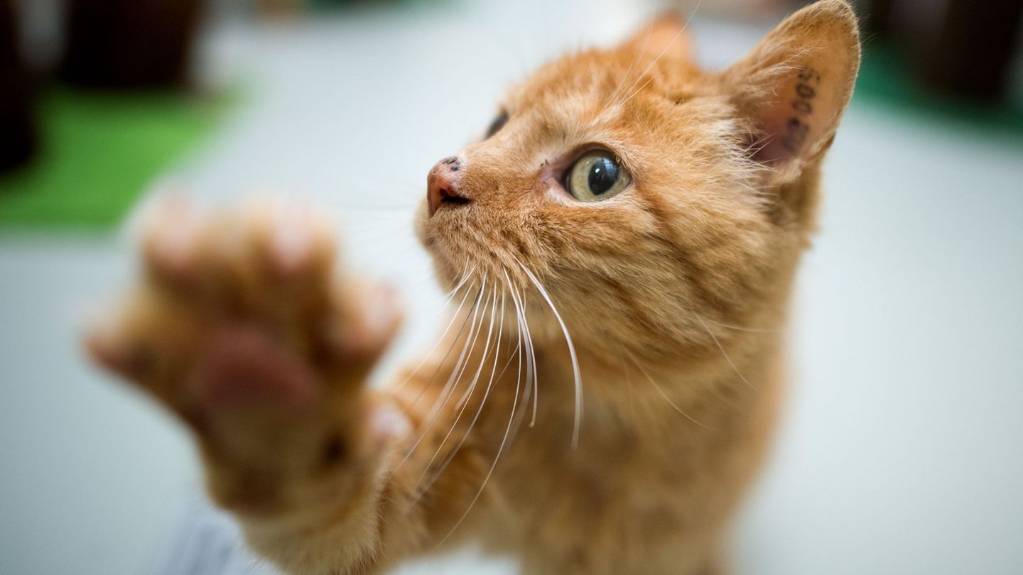 Eine Katze fährt versteckt im Radkasten eines Autos von Hannover nach Bochum - als blinder Passagier. (Symbolbild) Foto: Julian