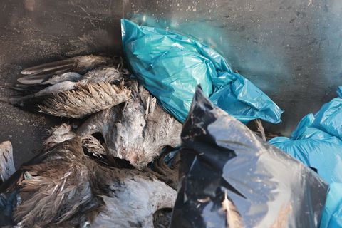 In den vergangenen Tagen wurden über 100 tote Tiere gefunden. Foto: Matthias Bein/dpa