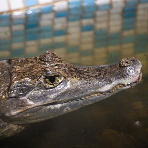 Ein Krokodil hat den Pool eines Hotels in Australien für sich beansprucht (Symbolbild) Ein Krokodil hat den Pool eines Hotels in Australien für sich beansprucht (Symbolbild)