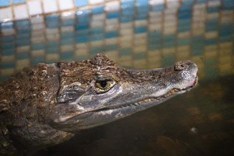 Ein Krokodil hat den Pool eines Hotels in Australien für sich beansprucht (Symbolbild)