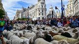 Madrid, Spanien. Die Stadt feiert den traditionellen Tag der Wanderschäferei, an dem Hunderte von Schafen und Hirten durch das historische Stadtzentrum ziehen und dabei den alten Routen der Viehtreiber folgen. Das Fest wurde 1994 ins Leben gerufen, um das Parlament zur Verabschiedung eines neuen Gesetzes zu bewegen, das Viehtriebwege als öffentliches Eigentum und Kulturerbe anerkennt