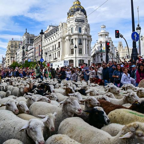 Madrid, Spanien. Die Stadt feiert den traditionellen Tag der Wanderschäferei, an dem Hunderte von Schafen und Hirten durch das historische Stadtzentrum ziehen und dabei den alten Routen der Viehtreiber folgen. Das Fest wurde 1994 ins Leben gerufen, um das Parlament zur Verabschiedung eines neuen Gesetzes zu bewegen, das Viehtriebwege als öffentliches Eigentum und Kulturerbe anerkennt