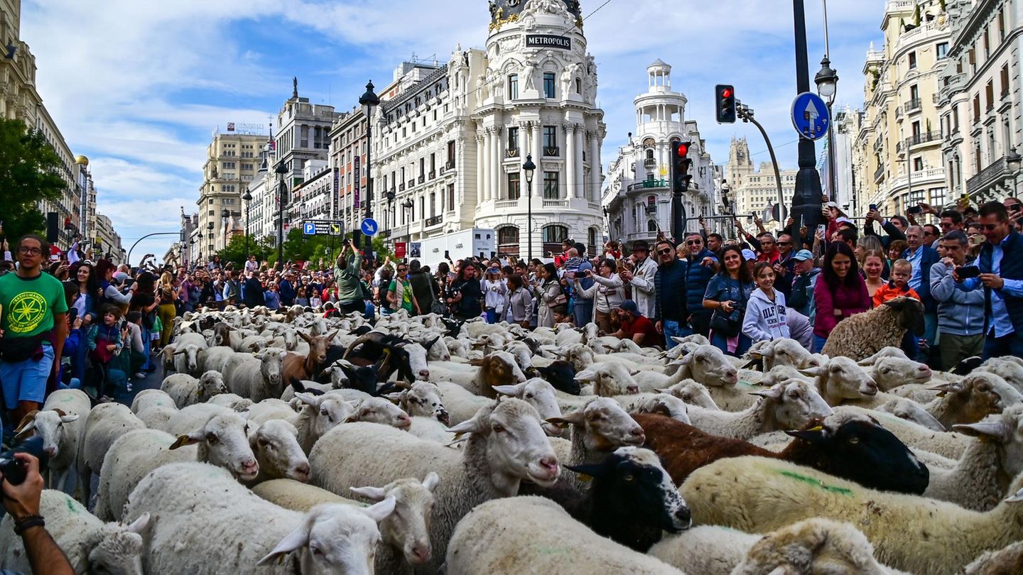 19. Oktober: Mähdrid Madrid, Spanien. Die Stadt feiert den traditionellen Tag der Wanderschäferei, an dem Hunderte von Schafen und Hirten durch das historische Stadtzentrum ziehen und dabei den alten Routen der Viehtreiber folgen. Das Fest wurde 1994 ins Leben gerufen, um das Parlament zur Verabschiedung eines neuen Gesetzes zu bewegen, das Viehtriebwege als öffentliches Eigentum und Kulturerbe anerkennt