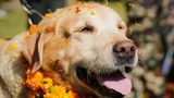 Bhaktapur, Nepal. In Nepal feiert man heute Kukur Tihar. Das jährliche Hindu-Fest hat seinen Ursprung in Nepal und wird am zweiten Tag des Tihar-Festes begangen. An diesem Tag verehren die Menschen Hunde, um Yama, den Gott des Todes, zu erfreuen, da sie als seine Boten gelten