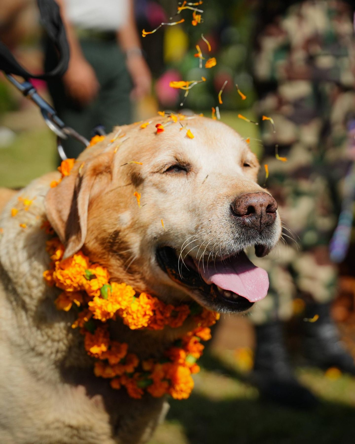 20. Oktober: Blumen für die Todeshunde Bhaktapur, Nepal. In Nepal feiert man heute Kukur Tihar. Das jährliche Hindu-Fest hat seinen Ursprung in Nepal und wird am zweiten Tag des Tihar-Festes begangen. An diesem Tag verehren die Menschen Hunde, um Yama, den Gott des Todes, zu erfreuen, da sie als seine Boten gelten