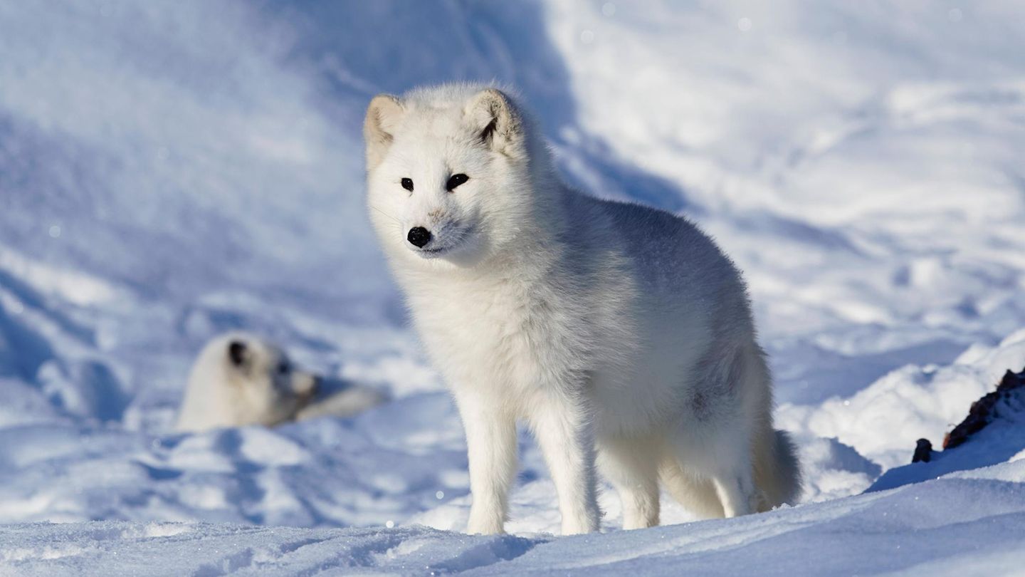 Thermowäsche Tier und Kälte: Zwei Polarfüchse im Schnee