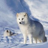 Tier und Kälte: Zwei Polarfüchse im Schnee