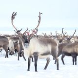 Tiere und Kälte: Rentiere im Schnee