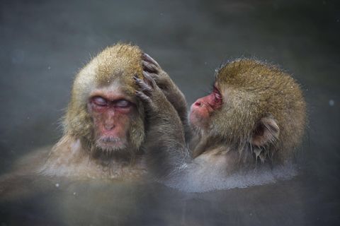 Tiere und Kälte: Rotgesichtsmakaken in den heißen Quellen Tiere und Kälte: Rotgesichtsmakaken in den heißen Quellen