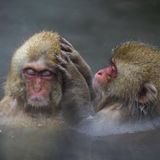 Tiere und Kälte: Rotgesichtsmakaken in den heißen Quellen
