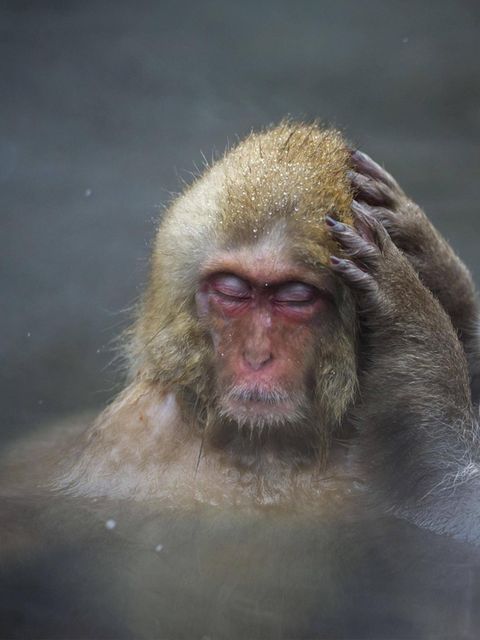 Tiere und Kälte: Rotgesichtsmakaken in den heißen Quellen Tiere und Kälte: Rotgesichtsmakaken in den heißen Quellen