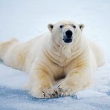 Tiere und Kälte: Eisbär liegt bäuchlings auf Schnee