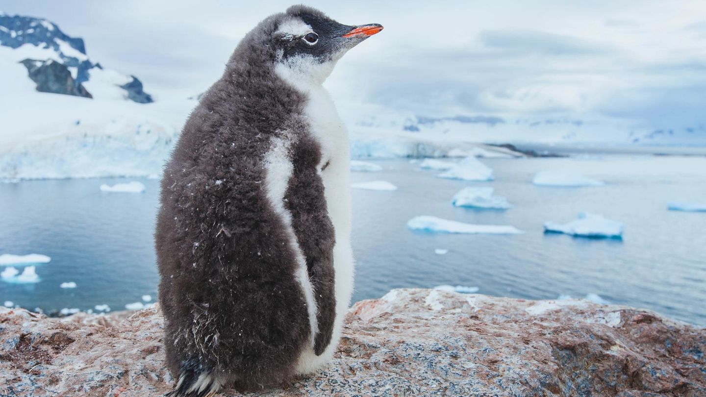 Eiskaltes Füßchen Tiere und Kälte: Pinguin