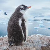 Tiere und Kälte: Pinguin