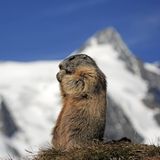 Tiere und Kälte: Murmeltier im alpinen Gebiet
