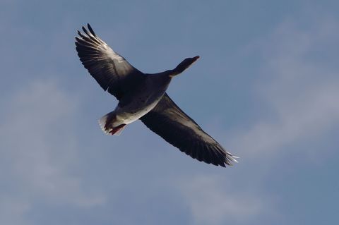 Im Trebbiner Ortsteil Glau (Kreis Teltow-Fläming) wurde eine taumelnde Wildgans erlegt und untersucht: Sie war mit dem Geflügelp