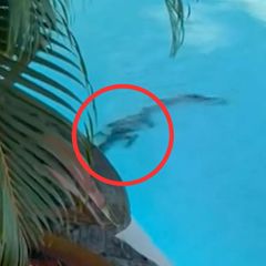 Krokodil kapert Luxushotel