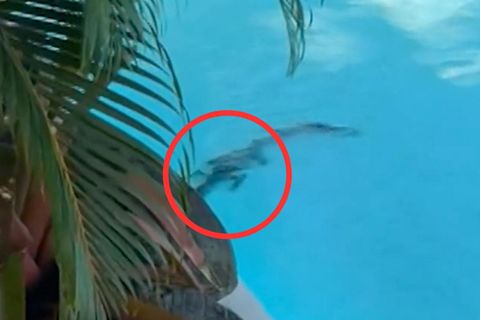 Krokodil kapert Luxushotel