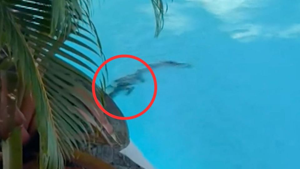 Krokodil kapert Luxushotel – und macht es sich im Pool gemütlich Krokodil kapert Luxushotel