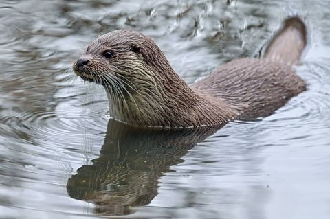 Wie viele Fischotter sind in Bayern heimisch? Das will das Landesamt für Umwelt herausfinden. (Archivbild) Foto: Patrick Pleul/d