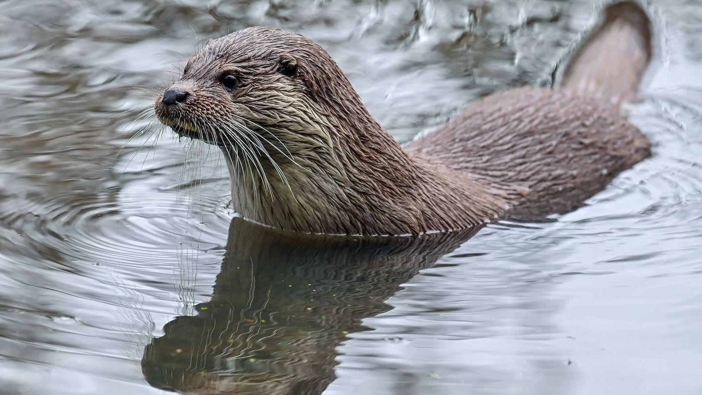 Wie viele Fischotter sind in Bayern heimisch? Das will das Landesamt für Umwelt herausfinden. (Archivbild) Foto: Patrick Pleul/d