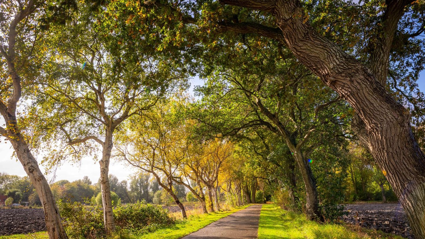 Diese Friedhofsallee im ostfriesischen Leybuchtpolder ist die "Allee des Jahres 2025" (das Bild zeigt nicht das Gewinnerfoto des