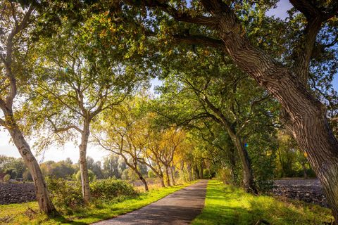 Diese Friedhofsallee im ostfriesischen Leybuchtpolder ist die "Allee des Jahres 2025" (das Bild zeigt nicht das Gewinnerfoto des