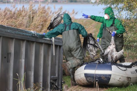In Ostdeutschland werden derzeit vermehrt tote Kraniche gefunden. Sie sind Opfer der gefürchteten Vogelgrippe geworden. (Archivb