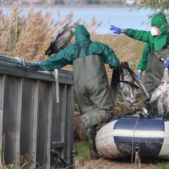 In Ostdeutschland werden derzeit vermehrt tote Kraniche gefunden. Sie sind Opfer der gefürchteten Vogelgrippe geworden. (Archivb